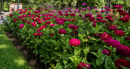Flowerbed of purple and red flowers with green leaves in the alley of the park