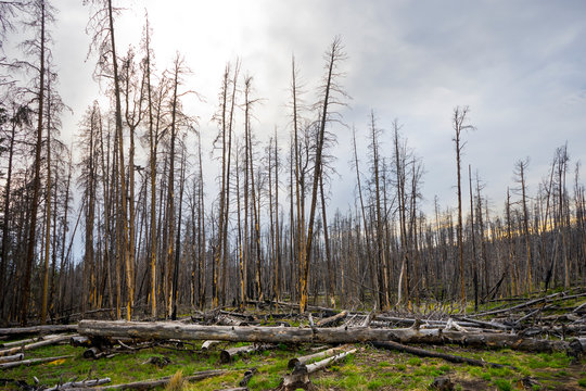 Aftermath of a wildfire in a forest