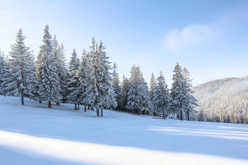 Winter scenery in cold sunny day. Lawn covered with white snow. Landscape of high mountains, forest...