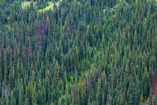 A forest of coniferous trees covers a mountain side on a rainy summer day in the Coast Mountains around Pemberton, British Columbia.