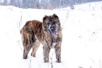 Brown Central Asian shepherd dog on winter day