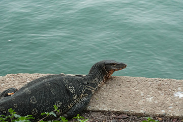 Big monitor lizard sleeping near the water canal in Bangkok