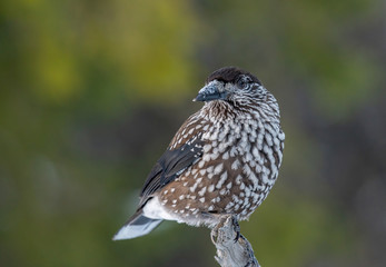 Close-up portrait of beautiful Spotted Nutcracker (Nucifraga caryocatactes)