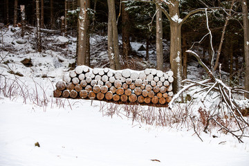 Stos drewna zimą w lesie © andsko