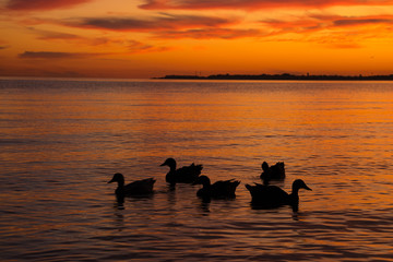 Утки готовятся к ночи.