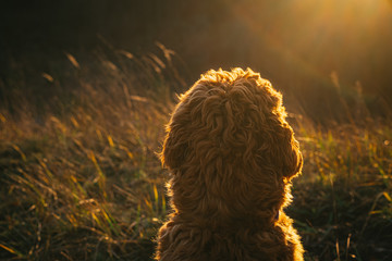 Cobberdog