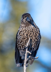 Close-up portrait of beautiful Spotted Nutcracker (Nucifraga caryocatactes)