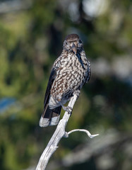 Close-up portrait of beautiful Spotted Nutcracker (Nucifraga caryocatactes)