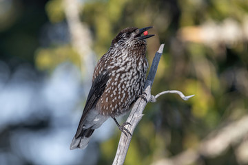 Close-up portrait of beautiful Spotted Nutcracker (Nucifraga caryocatactes)