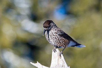 Close-up portrait of beautiful Spotted Nutcracker (Nucifraga caryocatactes)