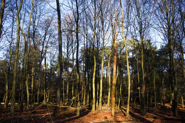 Obraz premium Trees in the forest in winter near Posbank in Rheden, Netherlands