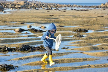 A young boy who is fishing crabs at low tide in Brittany. France