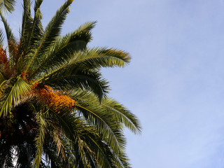 Green palm krone with yellow fruits under blue sky