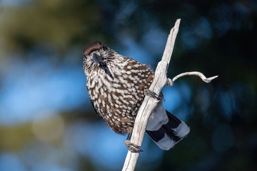 Close-up portrait of beautiful Spotted Nutcracker (Nucifraga caryocatactes)