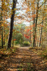 Krajobraz, jesień, las, brąz, drzewo, liście, pomarańczowy, żółty, złoty, widok, spacer, ścieżka, droga, niebo, 