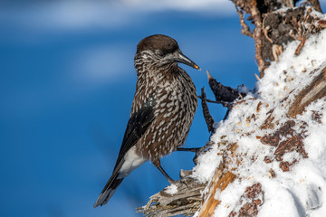 Close-up portrait of beautiful Spotted Nutcracker (Nucifraga caryocatactes)