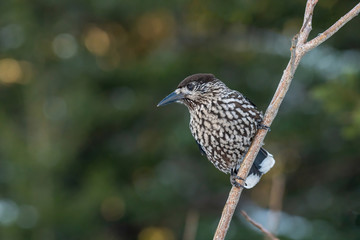 Close-up portrait of beautiful Spotted Nutcracker (Nucifraga caryocatactes)