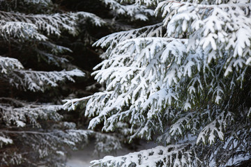 drzewo iglaste pokryte śniegiem
