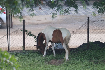 horse and foal