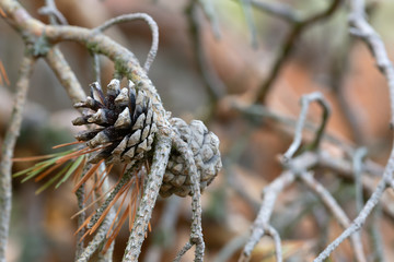 Pine cone on dry twig