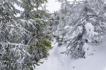 Beskid Zywiecki. Winter in Poland. Captured during trekking on the way to Rysianka, near Zabnica village. Snowy Winter Mountains.