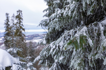 Fototapeta na wymiar Beskid Zywiecki. Winter in Poland. Captured during trekking on the way to Rysianka, near Zabnica village. Snowy Winter Mountains.