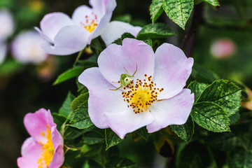 Pink rose hips on a bush among green leaves_