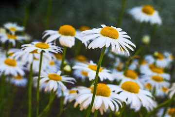 White daisies in the meadow. Spring and summer flowers_
