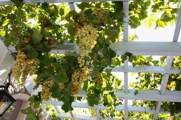 Bunches of grapes hanging from a wooden white pergola