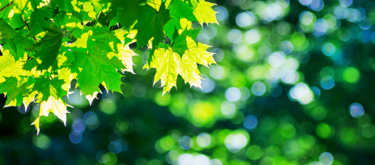 Maple branch with leaves against the sun on a blurred background_