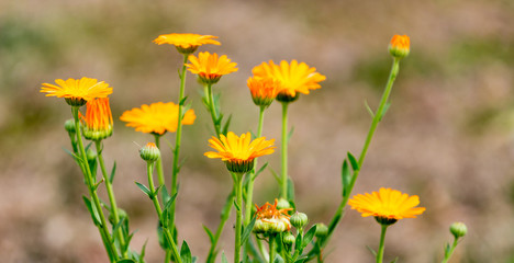 Yellow marigold flowers summer on blurred background_