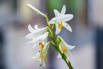 White lilies on blurred background. Spring and summer decorative flowers_