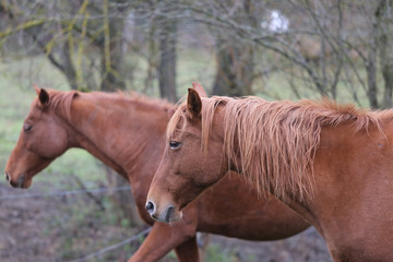  Purebred horse posing for cameras on rural animal farm