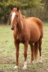 Naklejka na ściany i meble Purebred horse posing for cameras on rural animal farm