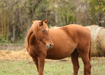 Naklejka na ściany i meble Purebred horse posing for cameras on rural animal farm