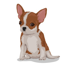 chihuahua dog isolated at the white background