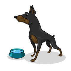 dog doberman isolated and blue plate with water