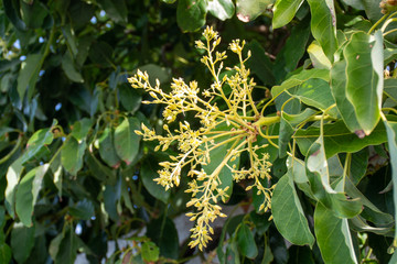 Cultivaion of healthy avocado fruits on La Palma island, Canary islands in Spain, blossom of young avocado trees growing on plantations in mountains