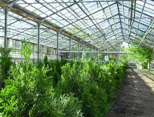 greenhouse farm , high value profit business