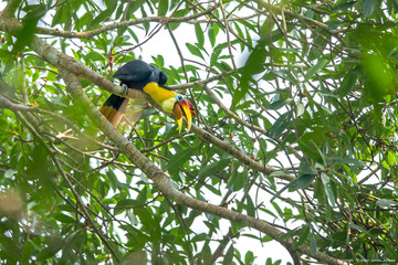 The Wrinkled Hornbill
