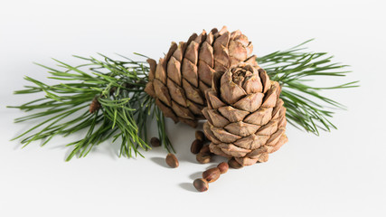 close-up, isolate cedar cones with branches and nuts
