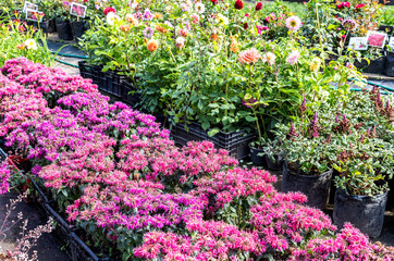 Sale of seedlings of different decorative flowers