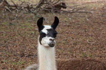 Lama outdoors in  the sunshine