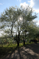 Full bloom of white cherry blossoms
