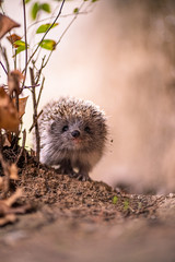Cute Hedgehog in Fall Colors
