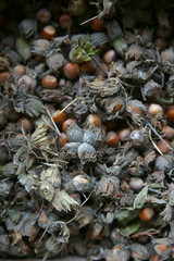 Green unripe hazelnuts . green wild hazelnut . Organic and fresh hazelnuts on the background .