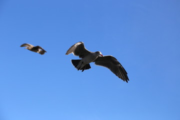 Fototapeta premium Eine Möwe im Flug