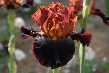 Tall Bearded iris, Terra de Fuoco