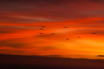 Birds flying in the sunrise sky