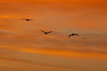 Naklejka na ściany i meble Birds flying in the sunrise sky